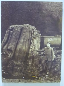 Fossiler Baumstumpf in der Grube Donatus (um 1900)