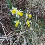 narzissen_04