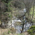 narzissen_06