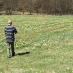 narzissen_12