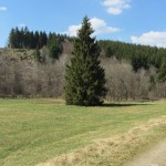 narzissen_14