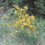 Mechernich_20